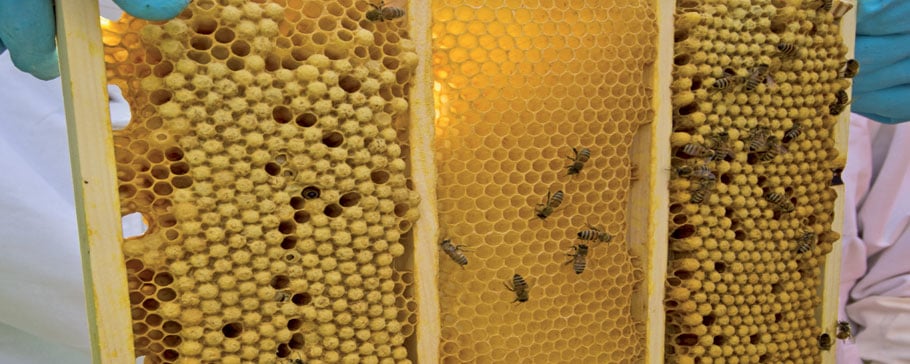 Varroa.dk Varroa.dk